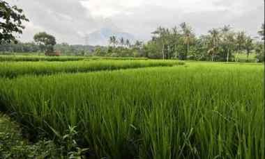 Tanah Dijual di Sindangkempeng kab kuningan