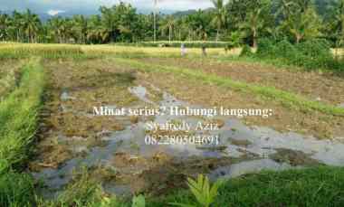 dijual tanah sawah luas lokasi strategis sumbar