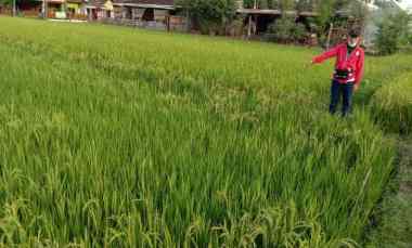 dijual tanah sawah produksi