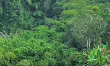 dijual tanah sebatu ubud bali