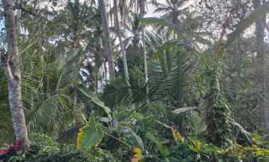dijual tanah selemadeg tabanan bali