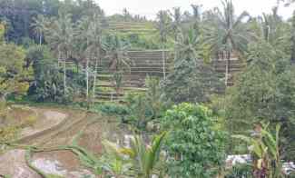Dijual Tanah 15 are View Sawah di Senganan Penebel Tabanan Bali