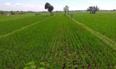 dijual tanah shm dekat pintu tol grati