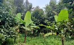 Kebun Produktif, sudah Ada Durian Manggis, Jalan Cagak Subang