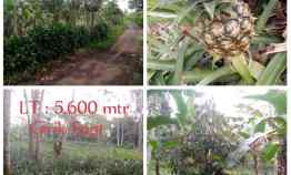 Kebun Nanas Produktif, Daerah Kasomalang Subang Jawa Barat