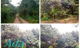Kebun Produktif, sudah Ada Durian Nya, Parung Subang Jawa Barat