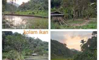 Kebun Produktif, Ada Durian, Kolam Ikan, Cijambe -subang Jawa Barat