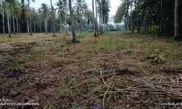 Tanah Siap Bangun di Negara Ratu, Natar Luas 21.000M Surat SHM