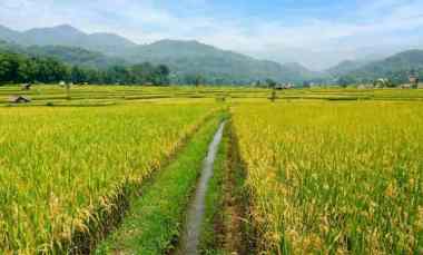 dijual tanah sukamulya