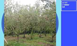 Kebun Apel Luas Produktif di Area Wisata Petik Apel Kota Batu