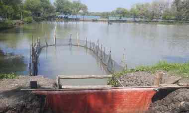 dijual tanah tambak produktif kupang jabon sidoarjo