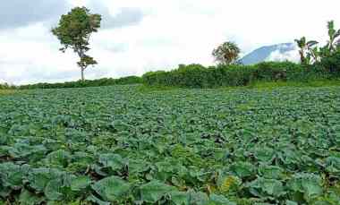 dijual tanah tanjung barus