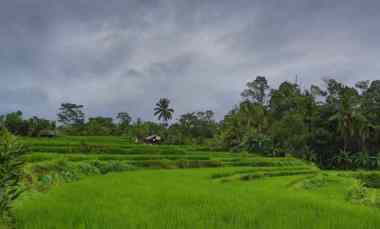 dijual tanah tegalalang ubud gianyar bali