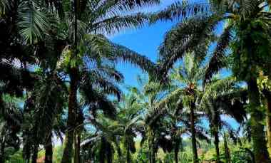 dijual tanah tegalan kering berupa kebun bantarkambing