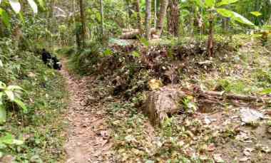 dijual tanah tegalan logede