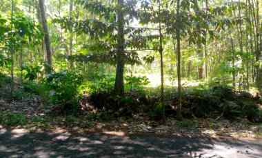 dijual tanah tegalan mangku jalan kepurun panggang