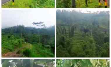 Lahan Wisata Perkebunan 100Ha Ketinggian 1000 Mdpl 200rb/m2 Temanggung