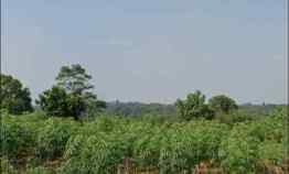 6. Tanah Kebun Tenjo Lebar Muka 50m Shm 10 Menut ke St. Daru