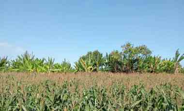 dijual tanah tibubiyu kerambitan