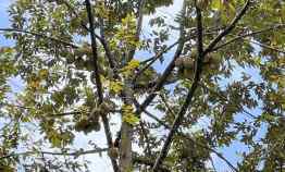 dijual tanah timur pasar mojogedang