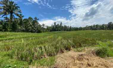 dijual tanah wanagiri selemadeg tabanan