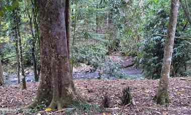Dijual Tanah Los Sungai Wanagiri Selemadeg Tabanan Bali
