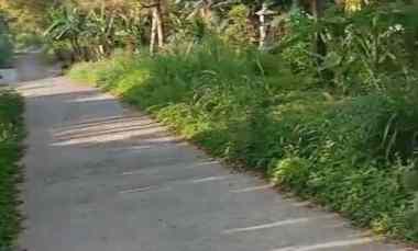 dijual tanah wanagiri singaraja bali