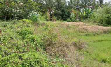 disewakan tanah desa angkah kec selemadeg