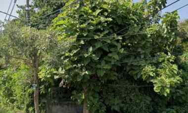 disewakan tanah kesiman kerthalangu