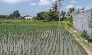 Land For Leasehold in Lodtunduh Ubud With Rice Fields View