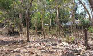 Yellow Zone Land For Leasehold in Belimbing Sari Pecatu Bali