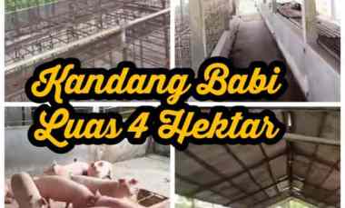 eks kandang babi 4 ha dijateng harga 500rb m2