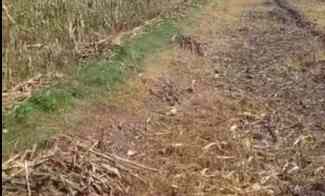 Jual Cepat Tanah Luas Cocok untuk Perumahan