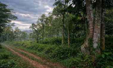 jual kebun cengkeh produktif di panawangan ciamis