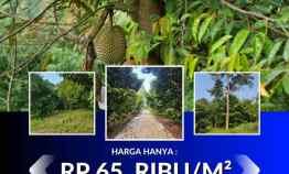 Jual Kebun Durian 100 Hektar di Bogor