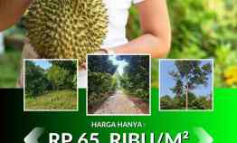 jual kebun durian 100 hektar di bogor