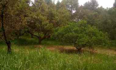 jual kebun durian dan villa