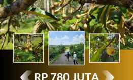 Jual Kebun Durian Lokal dan Manggis di Bogor