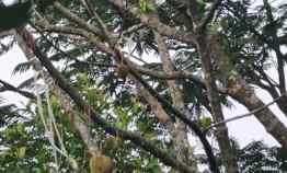 Jual Kebun Durian Manggis 100 Hektar di Bogor Raya