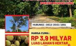 Jual Kebun Durian Musang King Bogor
