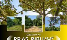 jual kebun durian musang king di bogor