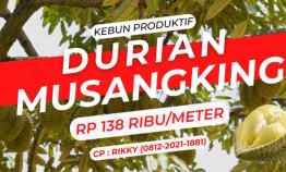 jual kebun murah durian musangking