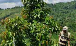 jual kebun produktif bandung alpukat
