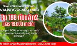 Jual Lahan Bisnis Kebun Alpukat di Bandung