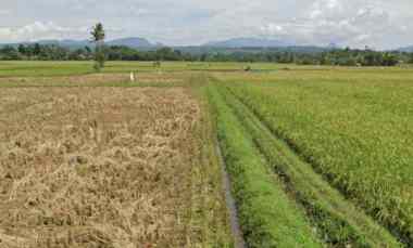 jual sawah aktif murah