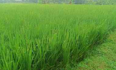 jual sawah buat impes beras
