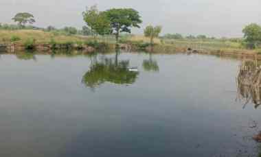 jual tambak luas dan produktif di bangunsari jabon