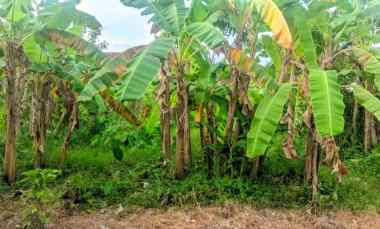 jual tanah butuh cepat