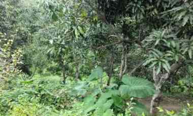 jual tanah di cianjur desa sukamulya