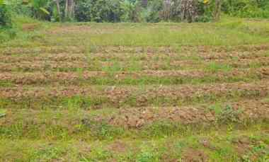 jual tanah kebun luas 2000 meter surat sppt girik